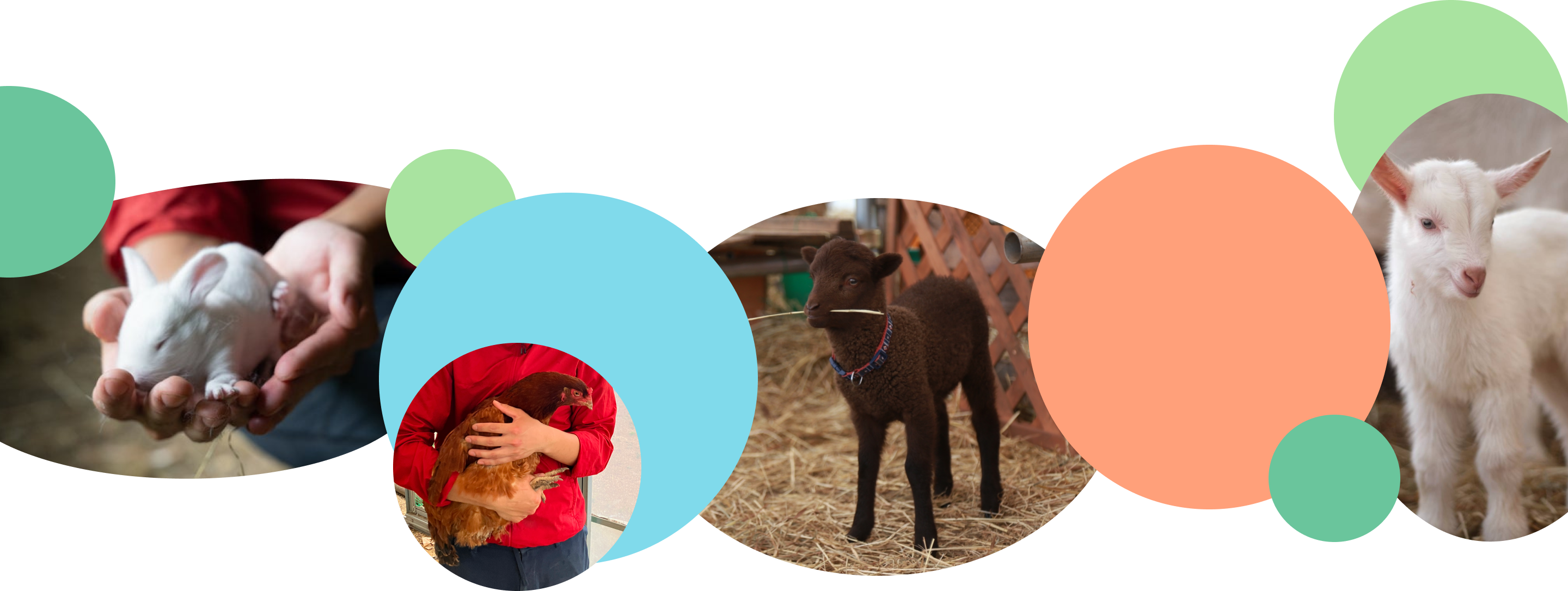 牧場の動物たちの写真