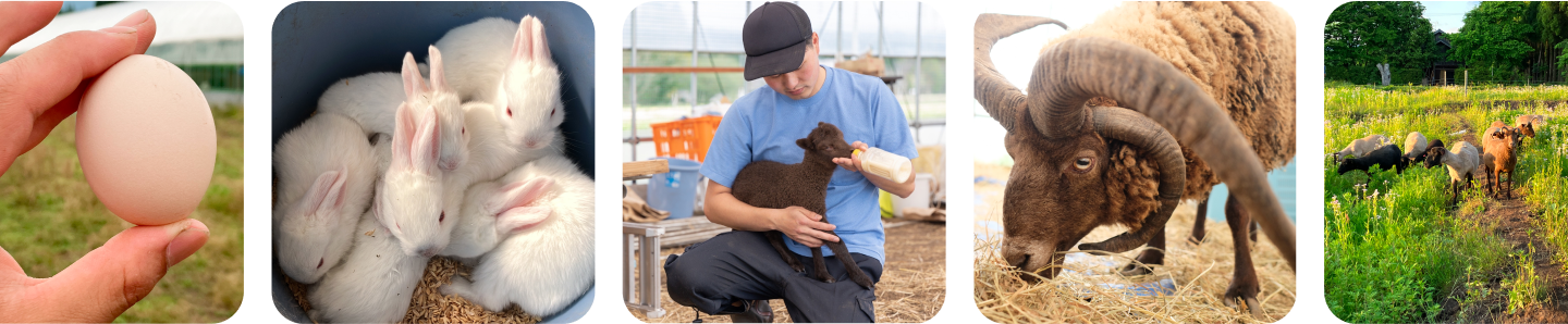 横に流れていく動物や牧場の写真